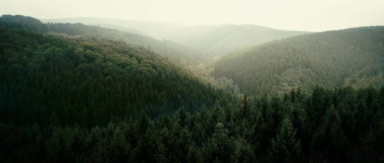 Antichrist (2009) movie still: establishing — An expansive valley filled with dense, dark green conifer trees under a hazy sky. Mist settles in the…