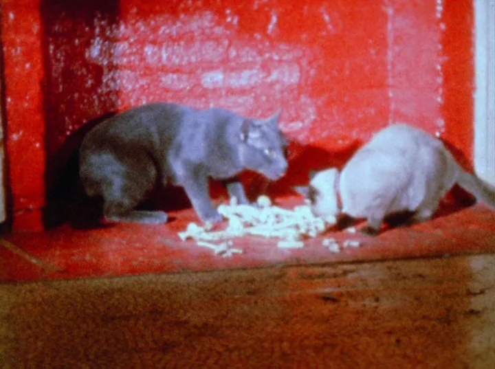 Scorpio Rising (1963) movie still: medium — Two domestic cats stand on a floor in front of a bright red wall. They are eating pieces of white food…