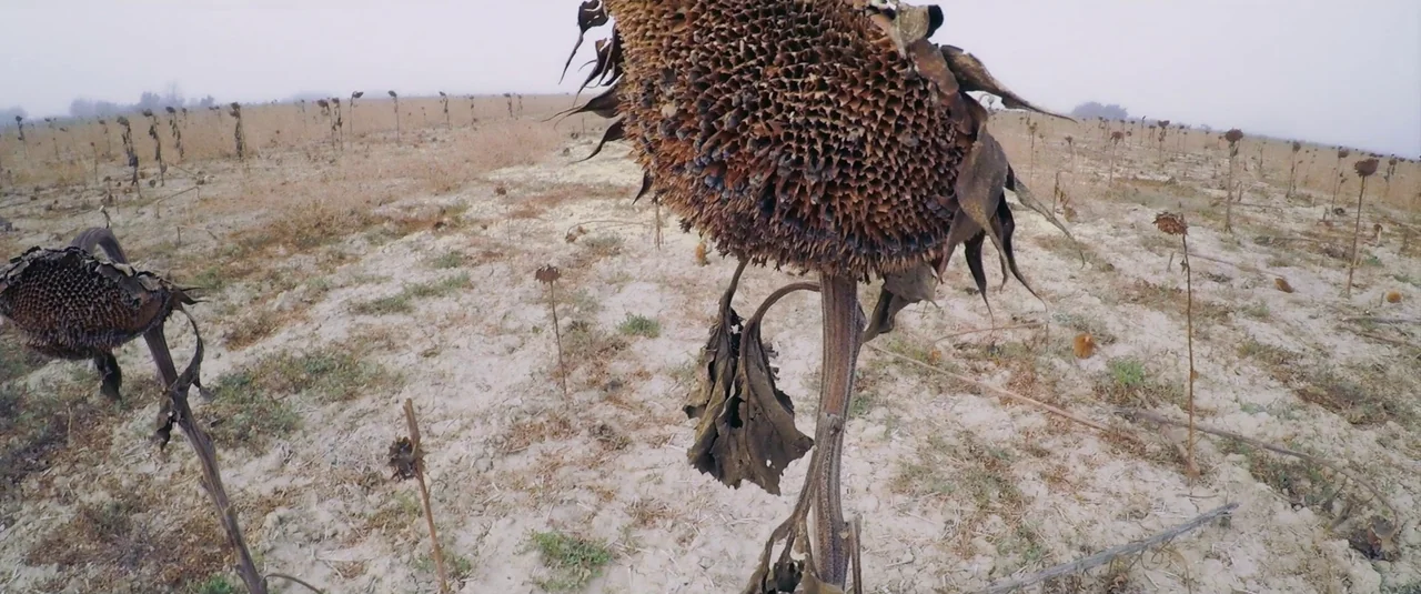 At Eternity’s Gate (2018) movie still: closeup — A field filled with rows of dry, withered, and decaying sunflower stalks. A large dead sunflower…
