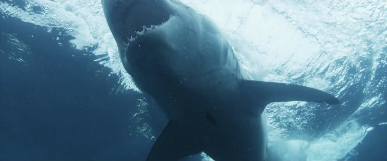 Lair of the Great White (2024) movie still: closeup — A large shark ascends through turbulent ocean water toward the surface. The creature moves…