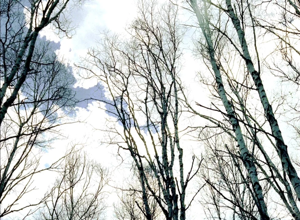 The Assassin (2015) movie still: establishing — A grove of leafless birch trees stretches upward against a bright, cloudy sky. The spindly branches…