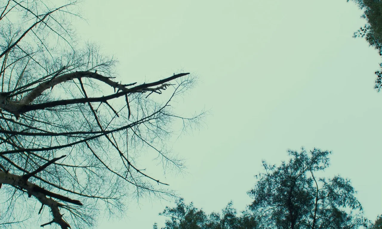 Evil Does Not Exist (2023) movie still: establishing — A dense forest canopy is seen from a low angle against a pale sky. Bare branches extend from…