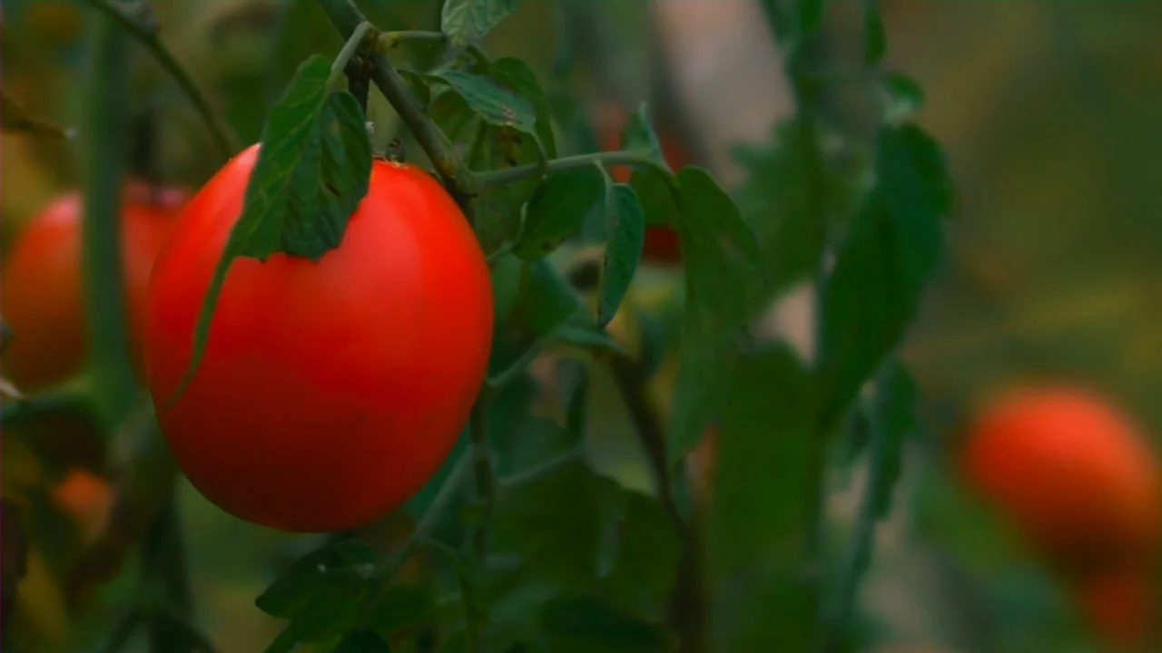 Merantau (2009) movie still: closeup — A single red tomato grows on a vine surrounded by dark green leaves. The background is blurred with other…