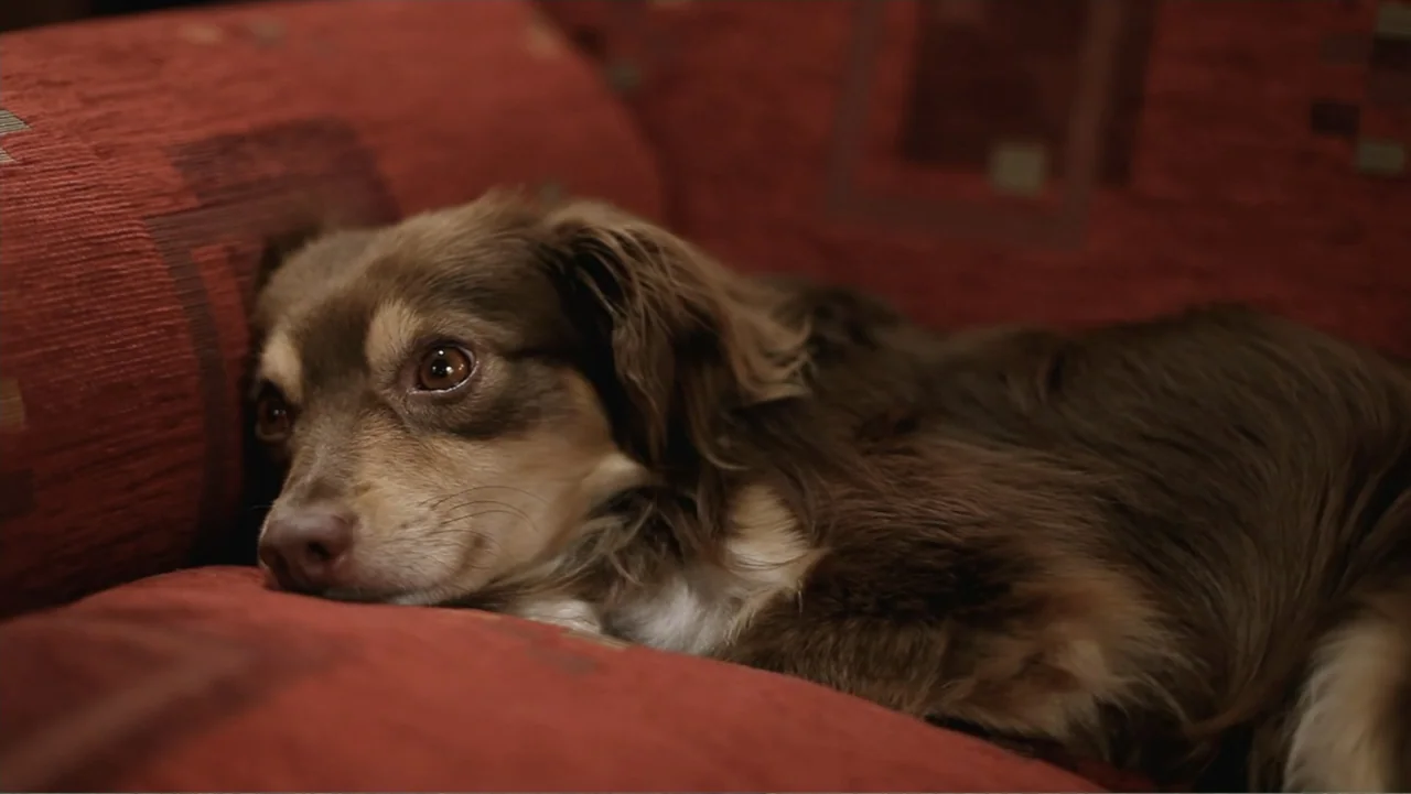 Closed Curtain (2013) movie still: closeup — A small dog rests on a red patterned upholstered sofa. The dog is positioned with its head flat on the…