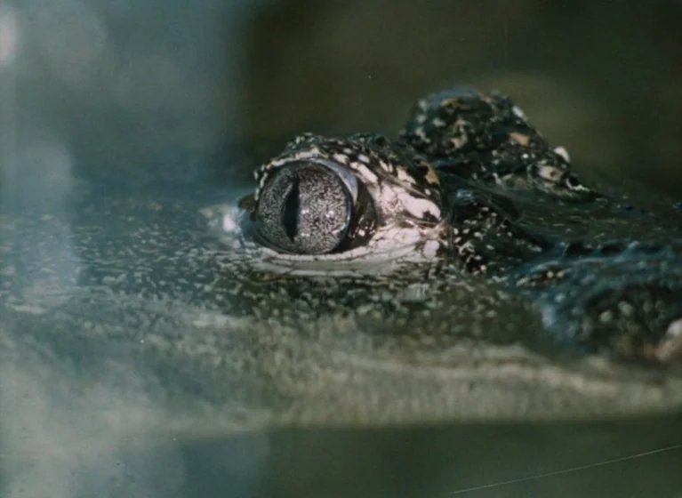 Fruit of Paradise (1970) movie still: closeup — A close-up view of a crocodile eye emerging from murky swamp water. The textured, armored skin is…