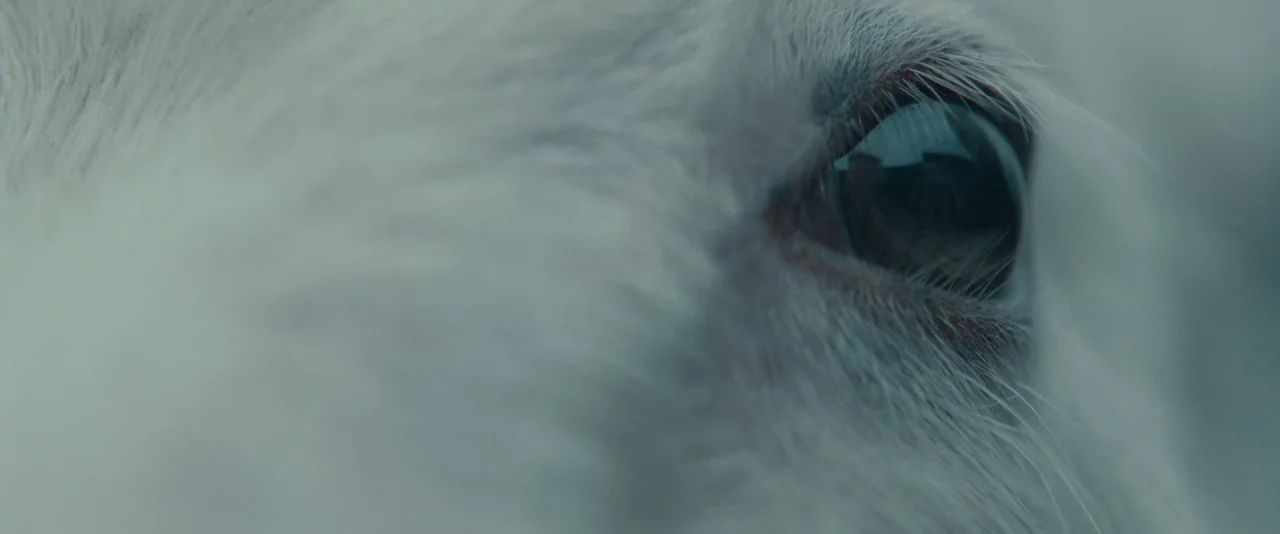 Babel (2006) movie still: closeup — A close-up view shows the eye and white fur of an animal. The surrounding environment is out of focus with a…