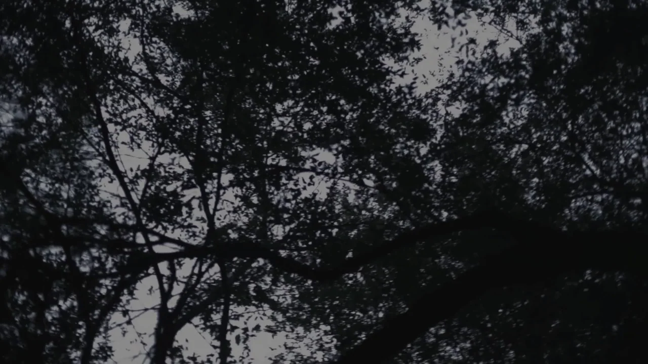 Still Life (2013) movie still: establishing — A dense canopy of tree branches fills the frame against a white sky. The perspective looks upward from…