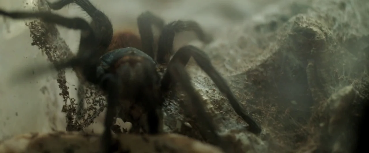 Prevenge (2016) movie still: closeup — A dark, hairy tarantula rests on a piece of rough, grey wood inside an enclosure. Webbing and soil debris…