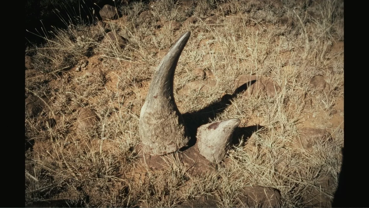 Bloody Trophy (2025) movie still: closeup — Two curved animal horns lie on a patch of dry grass and dirt. The ground is dusty with scattered rocks…