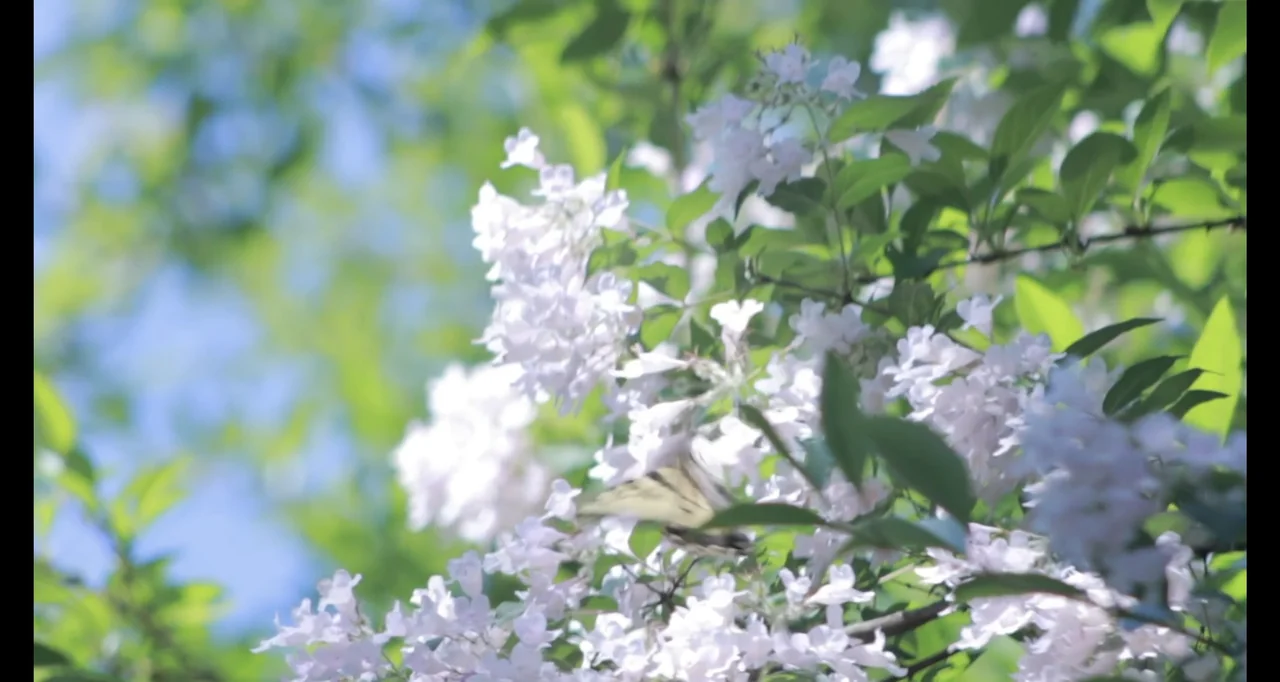 Paired Up (2019) movie still: closeup — Clusters of white blossoms on a tree are surrounded by out of focus green leaves. A swallowtail butterfly is…