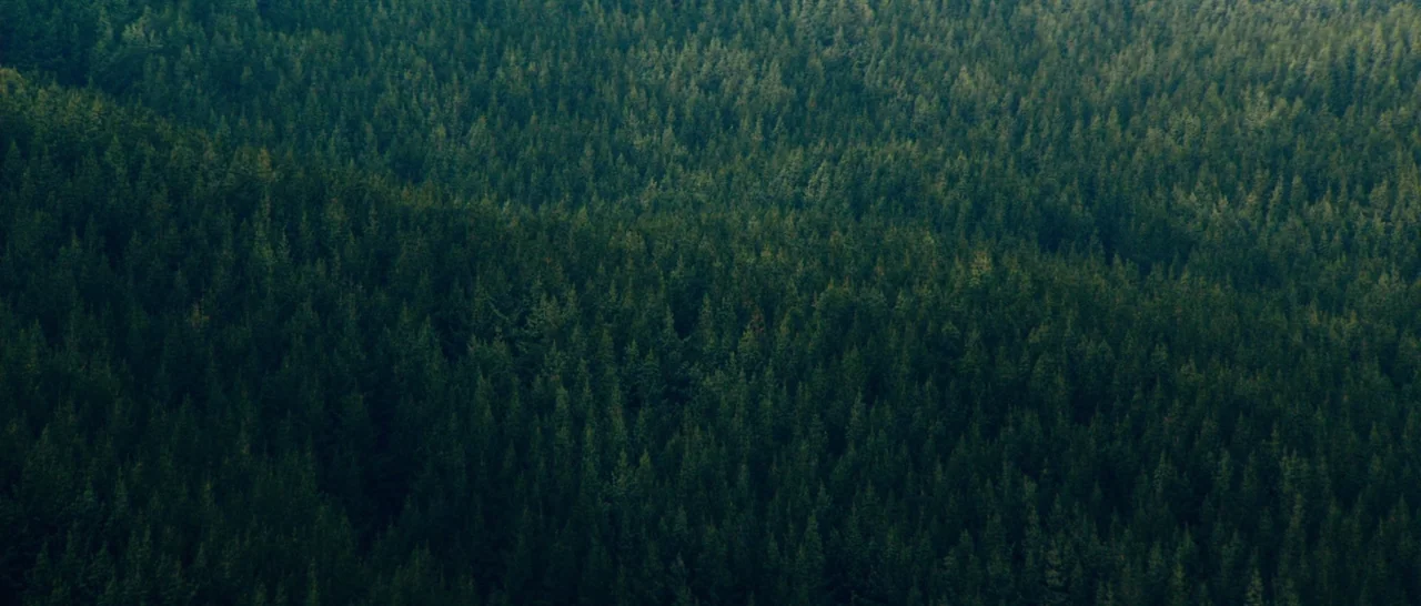 Z for Zachariah (2015) movie still: establishing — A dense, unending expanse of coniferous trees blankets the hilly terrain. The view looks down…