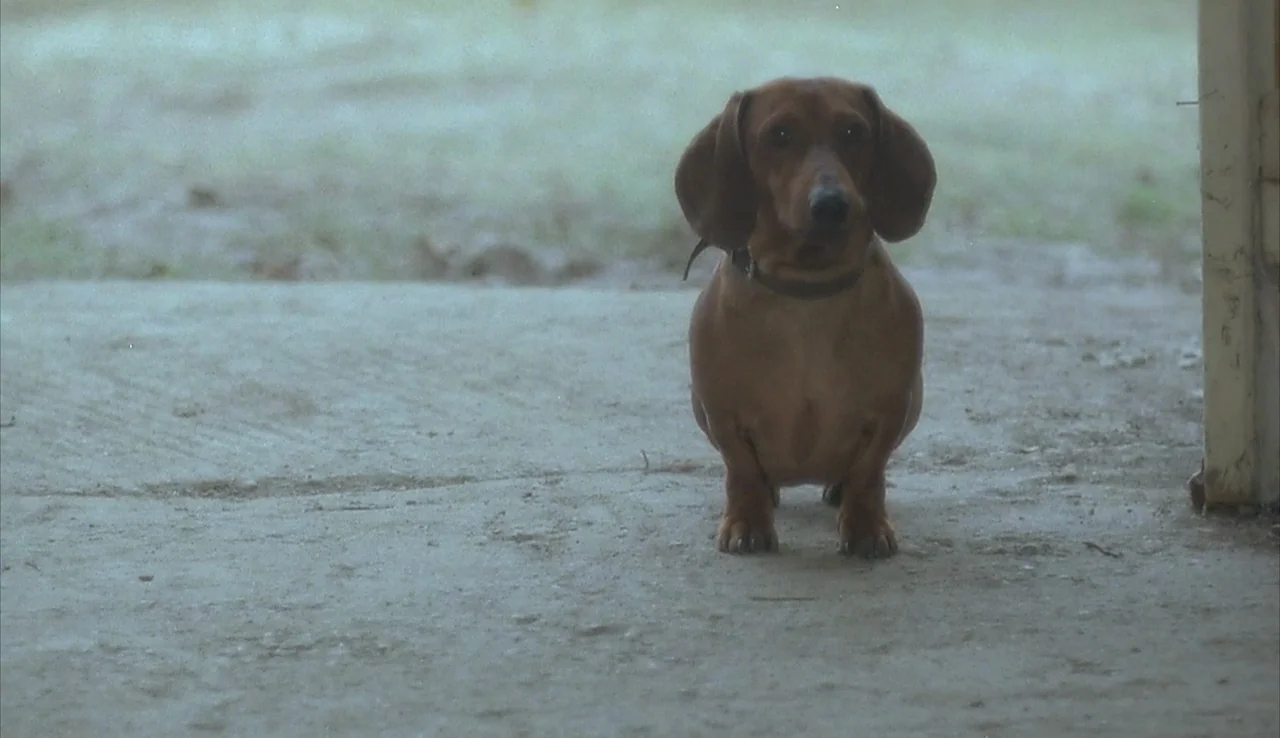 Angst (1983) movie still: medium — A brown dachshund stands on a light-colored concrete porch floor. The dog is positioned centrally in the frame…