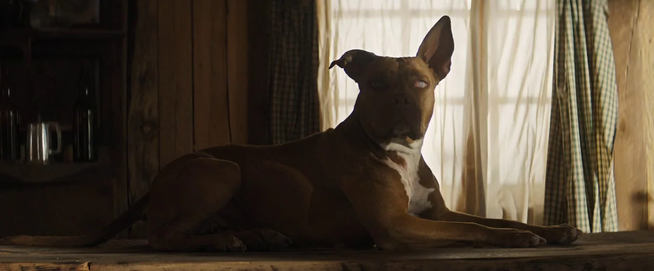 Damsel (2018) movie still: medium — A rustic cabin interior features wood paneled walls and sheer curtains over a window. A brown dog with a white…