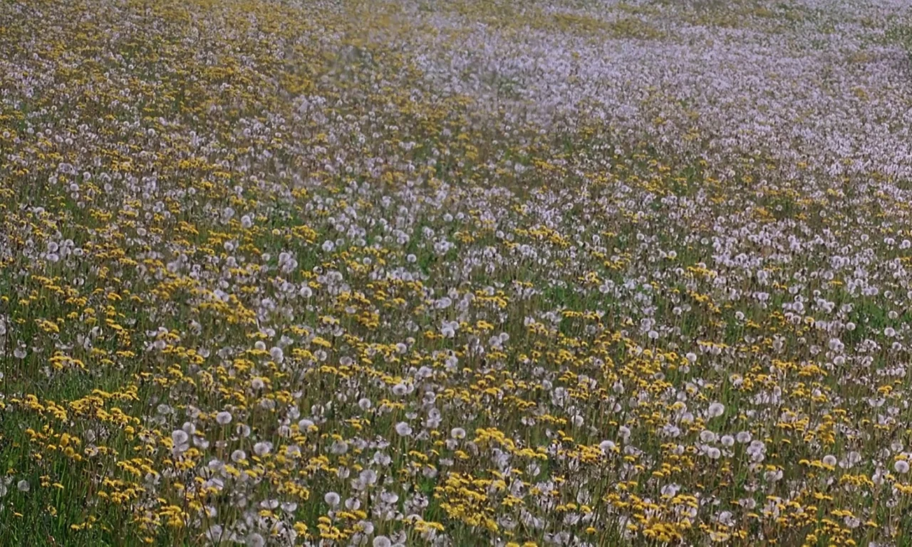 Microcosmos (1996) movie still: establishing — A vast meadow covered in a mixture of blooming yellow dandelions and white seed heads. The ground is…
