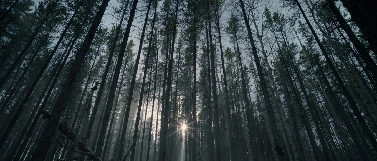 The Revenant (2015) movie still: establishing — A dense coniferous forest consists of tall, slender pine trees stretching toward the sky. Sunlight…