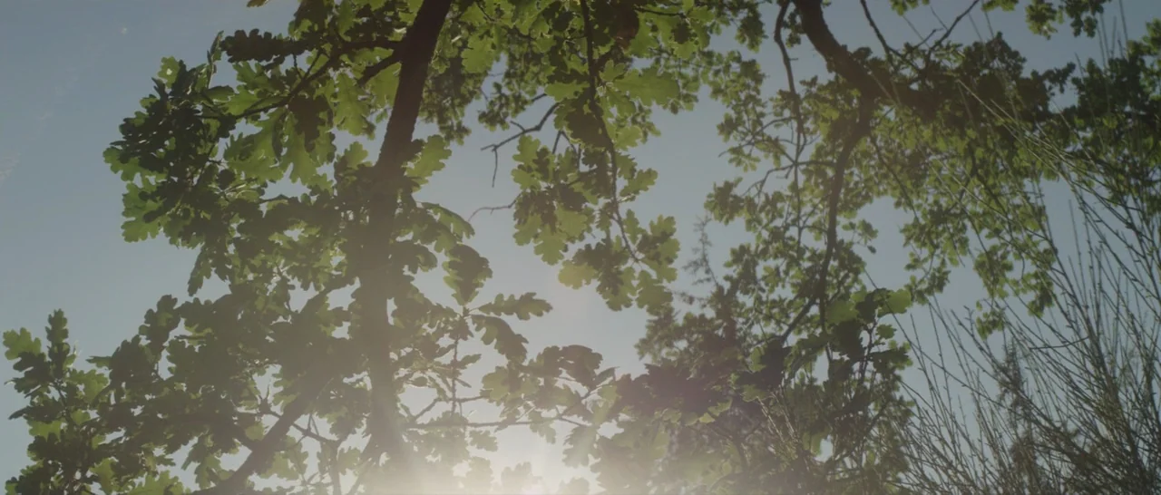 Stranger By The Lake (2013) movie still: establishing — The view looks upward into the canopy of an oak tree under a clear sky. Sun rays pass…
