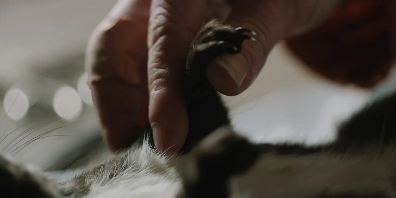 La coda del diavolo (2024) movie still: closeup — An interior space features a human hand resting on the fur of an animal. The focus remains on the…