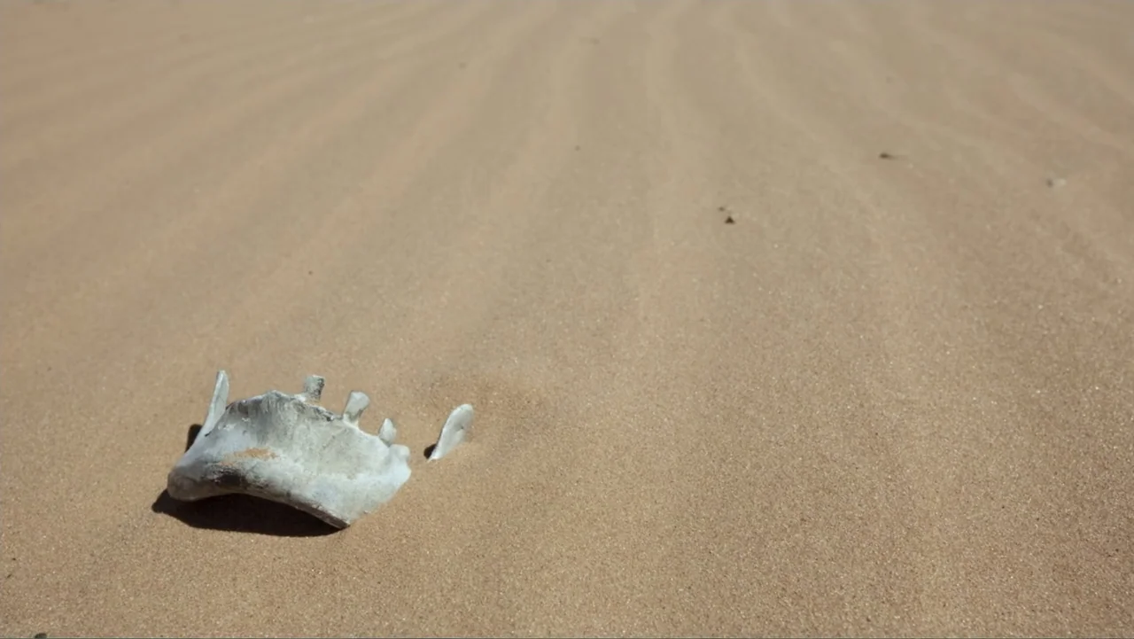 Savageland (2015) movie still: closeup — A wind-swept sand dune stretches out in the background under bright daylight. An isolated, bleached animal…