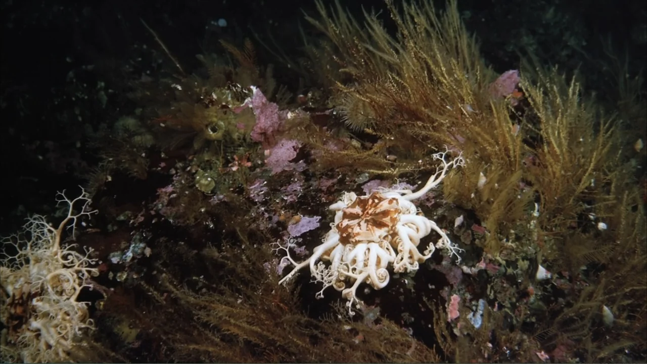 Deep Sea 3D (2006) movie still: medium — An underwater rock surface is covered in dense brown and purple marine flora. A white basket star with…