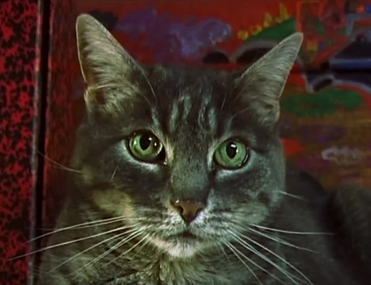 The Gleaners & I (2000) movie still: closeup — A cat sits inside a cramped enclosure with a painted red and green interior. The animal stares…