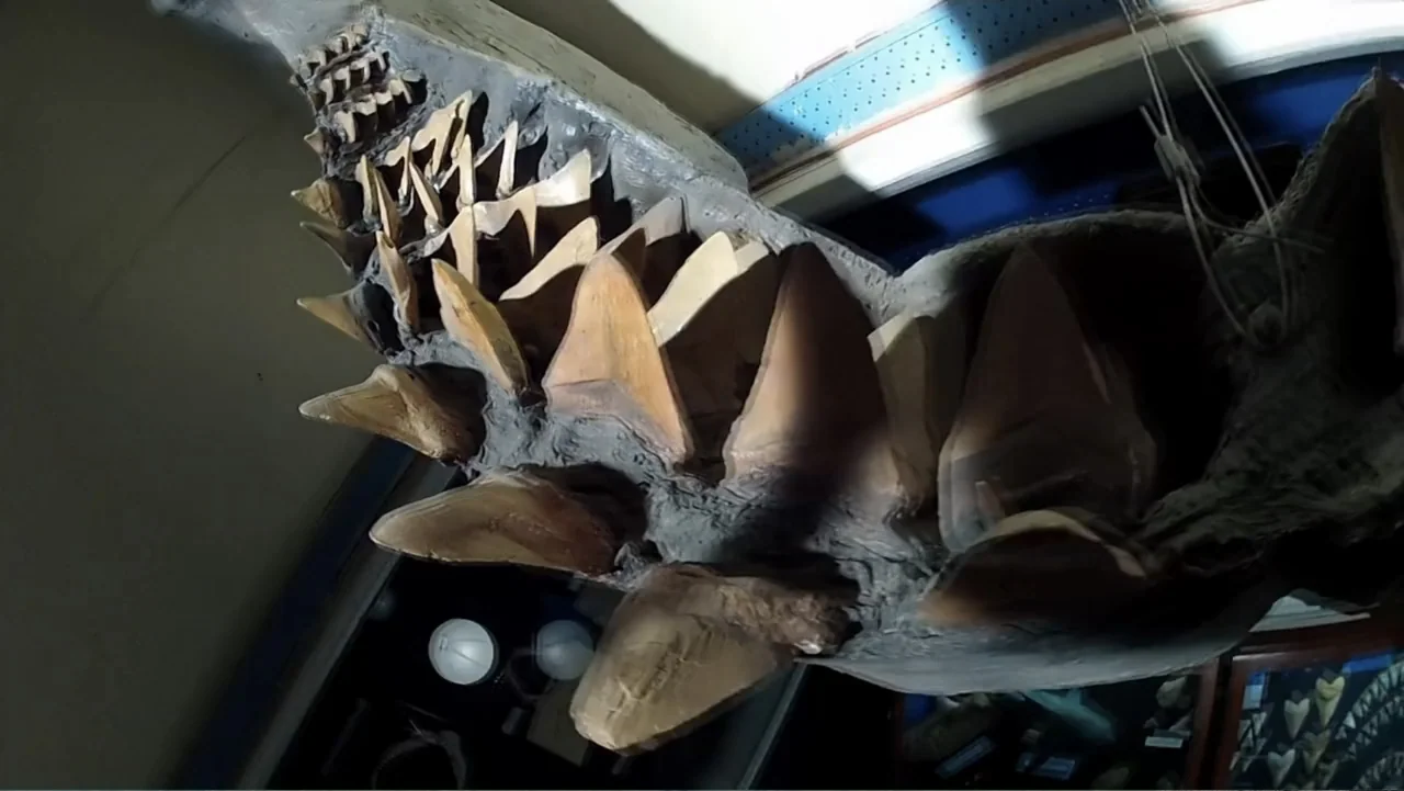 Megalodon: The Monster Shark Lives (2013) movie still: closeup — A close-up view of a large fossilized shark jaw with multiple rows of triangular…