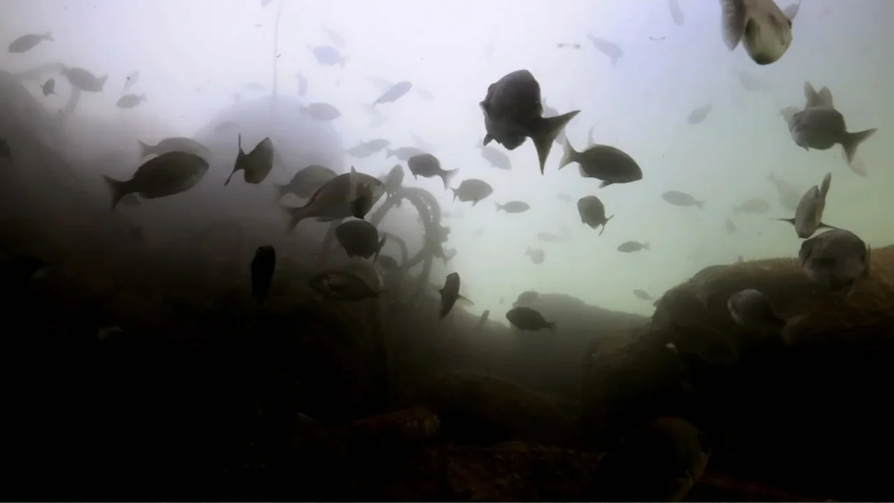 Alien Sharks: Strange New Worlds (2023) movie still: establishing — Submerged rocky terrain exists within a murky body of water. A large school of…
