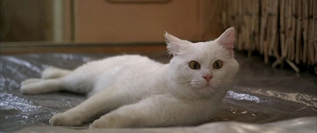 The Fifth Element (1997) movie still: closeup — A white domestic cat rests on a clear plastic drop cloth covering the floor. The cat faces the…