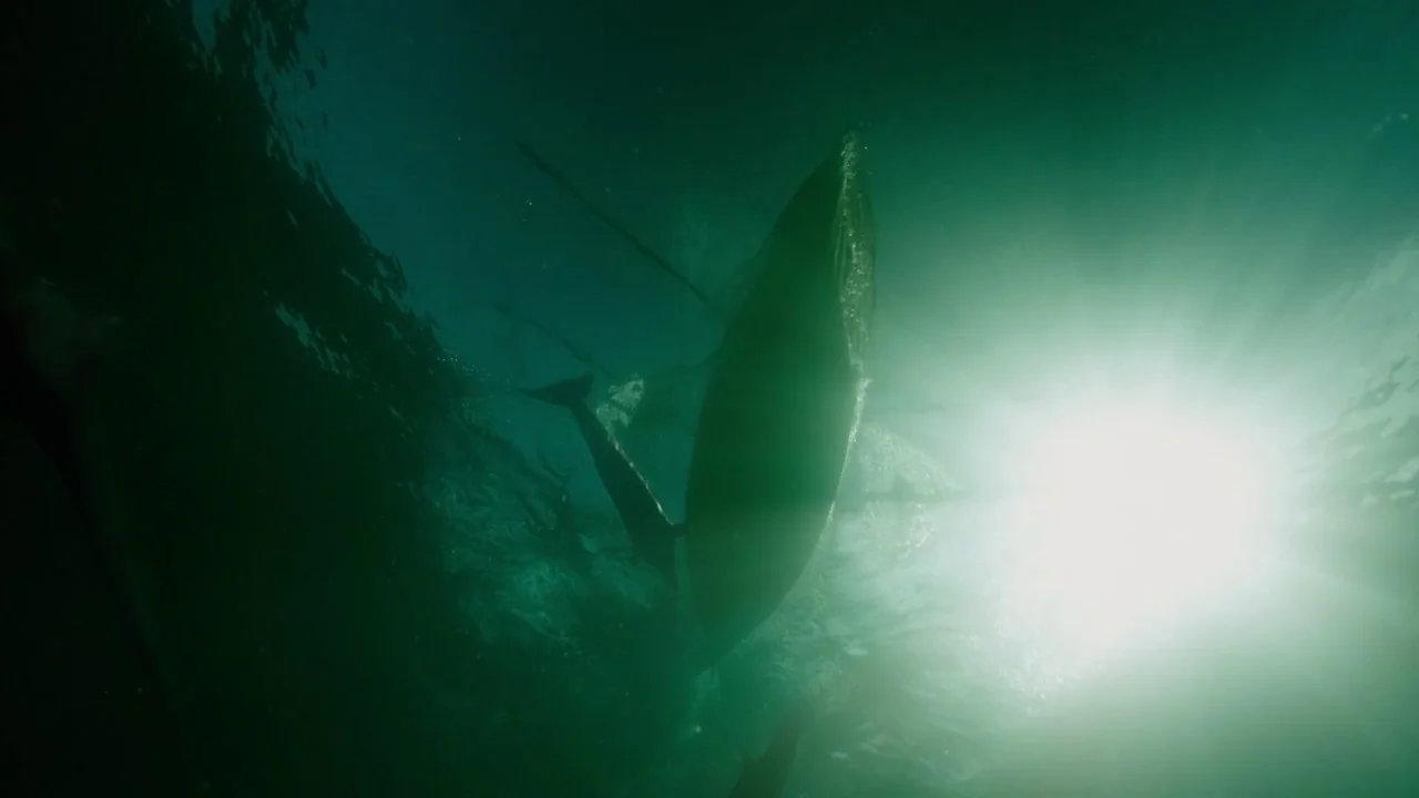 In The Heart of the Sea (2014) movie still: wide — A humpback whale is silhouetted against the bright sun near the ocean surface. Sunlight creates…
