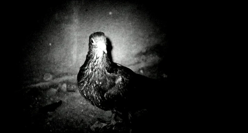 Container (2006) movie still: closeup — A pigeon stands on the ground in a dark, textureless space at night. The bird stares directly forward under…