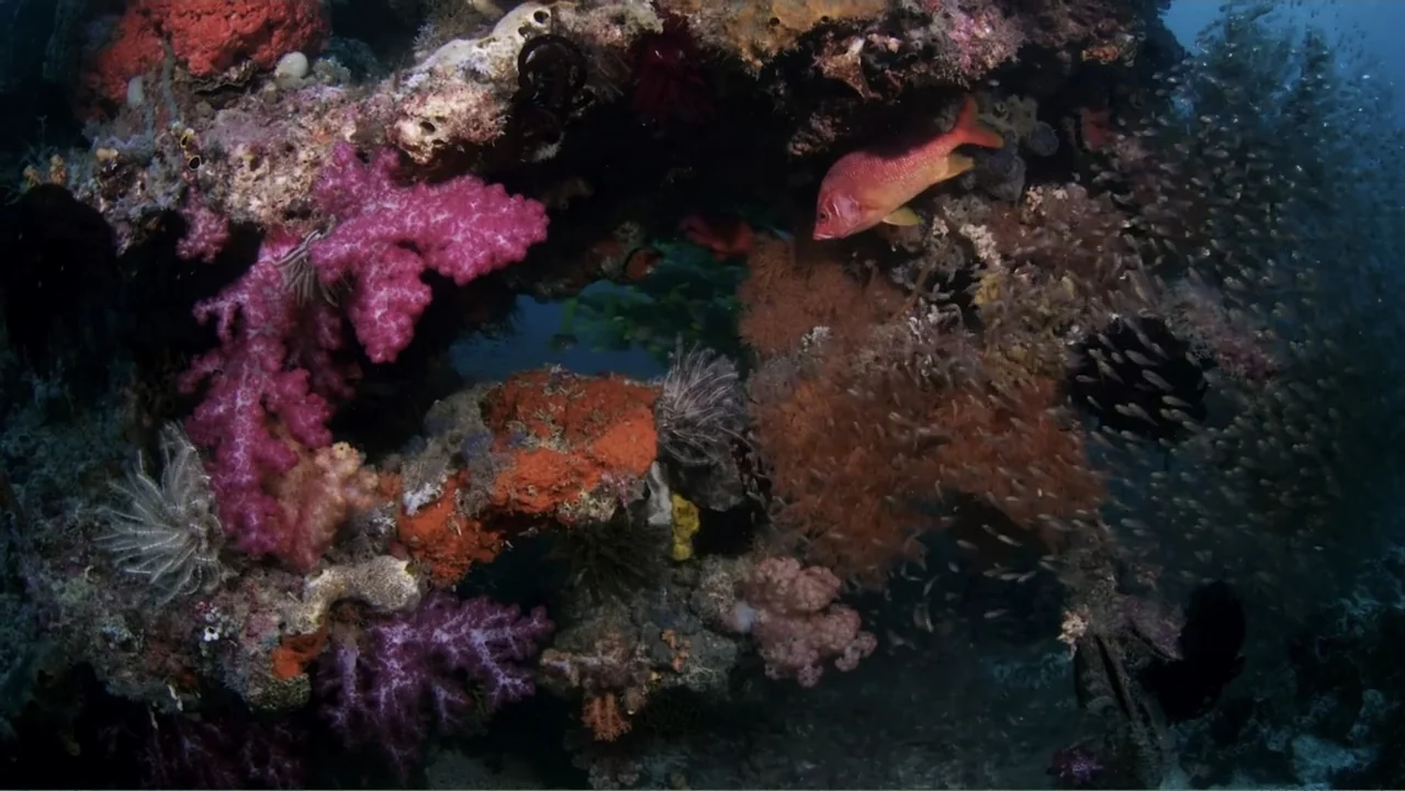 A Wild Window: Coral Kingdoms (2016) movie still: medium — A vibrant underwater coral reef features dense growths of pink and orange stony coral. A…