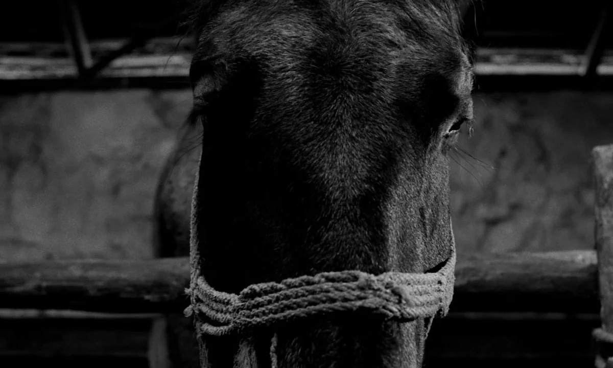 The Turin Horse (2011) movie still: closeup — A dark stable interior shows a horse head looking directly toward the viewer. A coarse rope halter…