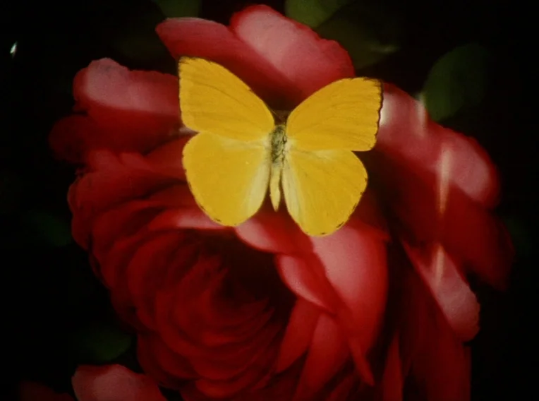 Daisies (1966) movie still: closeup — A vibrant yellow butterfly rests on the petals of a deep red rose. The background is composed of dark,…