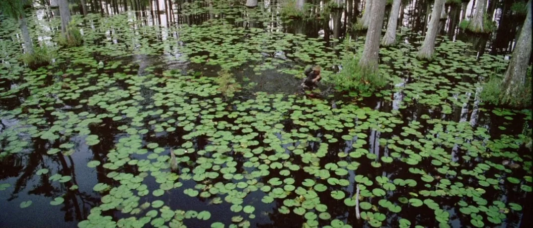 Cold Mountain (2003) movie still: wide — A vast, murky swamp is covered in dense clusters of floating green lily pads. A lone person in a hat wades…