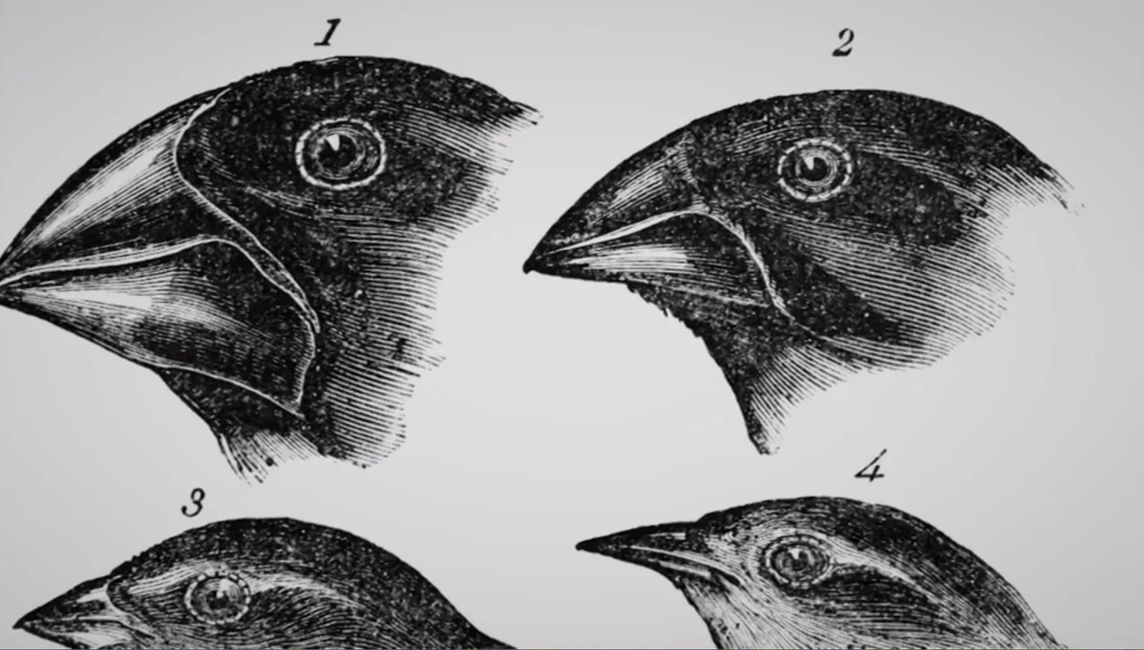 Islands of Creation (2015) movie still: wide — A flat white surface displays a scientific engraving of four different bird heads. The illustrations…