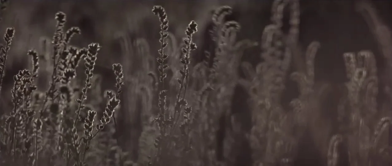 Snow Falling on Cedars (1999) movie still: closeup — A dense field of tall wildflowers is captured in a sepia-toned close shot. Sunlight illuminates…