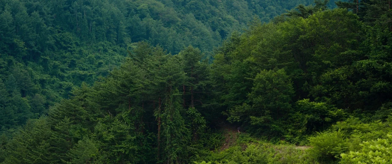 Okja (2017) movie still: establishing — A dense green forest covers a hillside with layers of pine and broadleaf trees. The thick canopy obscures…
