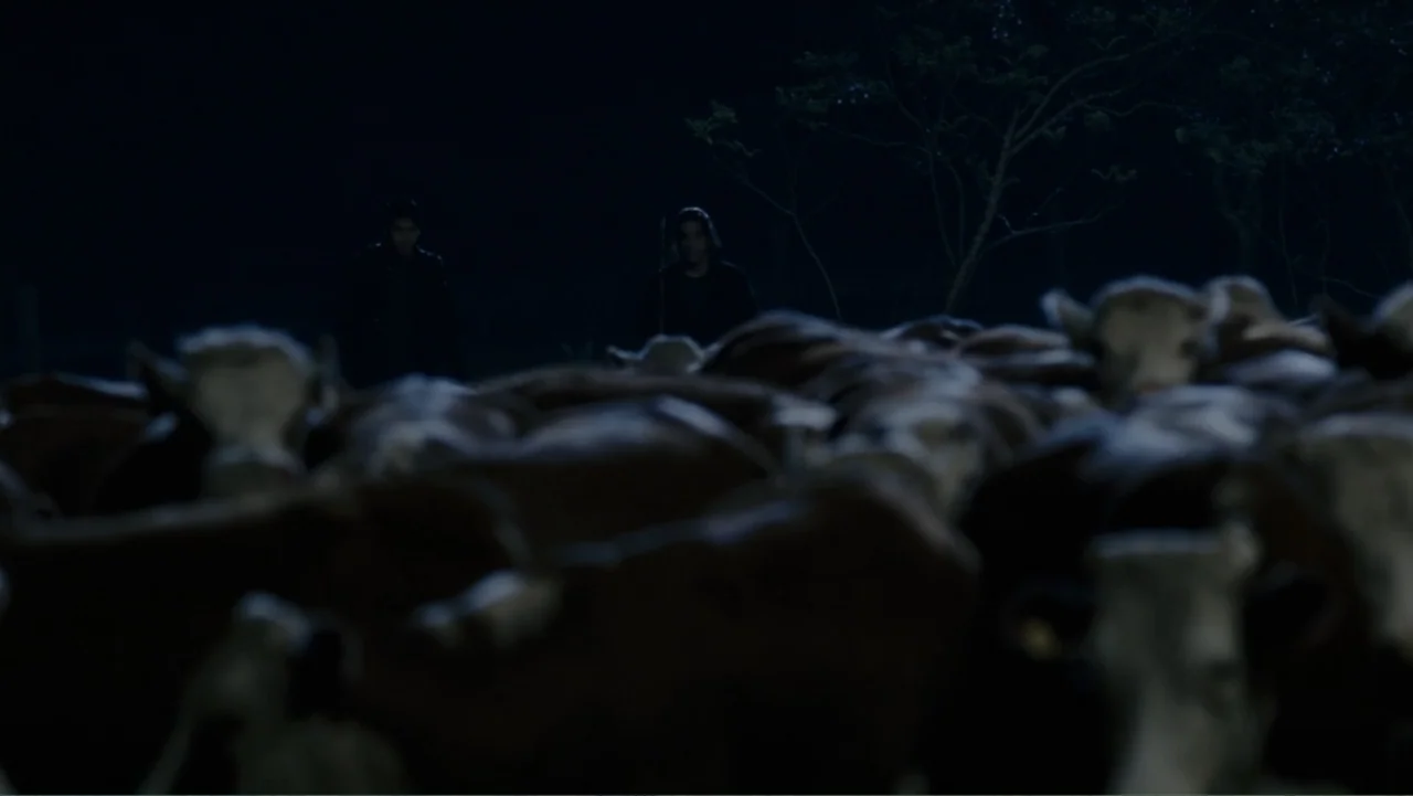 Tomorrow, When the War Began (2010) movie still: wide — A dark, nighttime pasture filled with a dense herd of brown cattle. Two men stand in the…