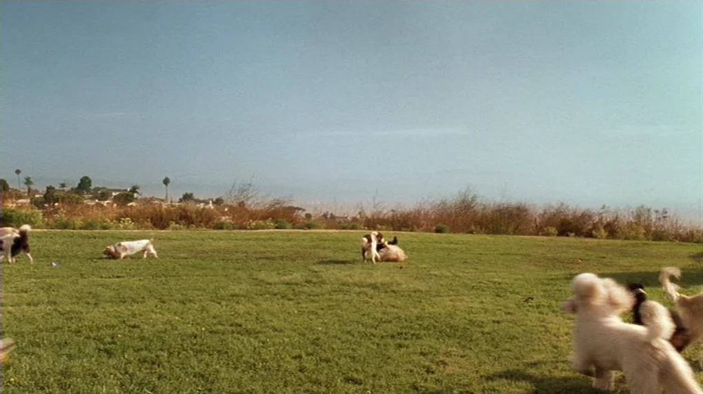 Year Of The Dog (2007) movie still: wide — An open grassy park field stretches out under a clear light blue sky. Several dogs are scattered across…