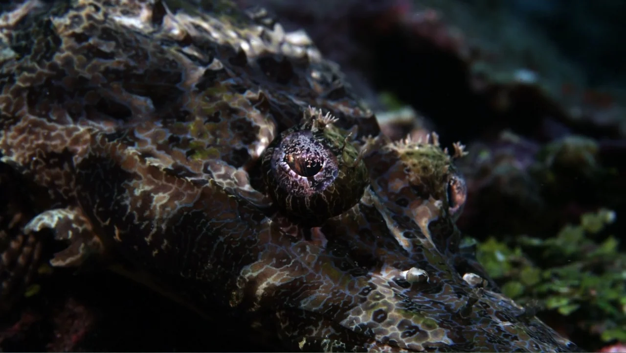 Wild Window: Bejeweled Fishes (2016) movie still: closeup — A flathead fish lies camouflaged against the dark, textured sediment of the ocean floor.…