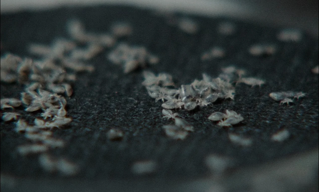 The Third Part of the Night (1971) movie still: closeup — A dark, textured, fabric-like surface holds numerous small, pale, translucent, mite-like…