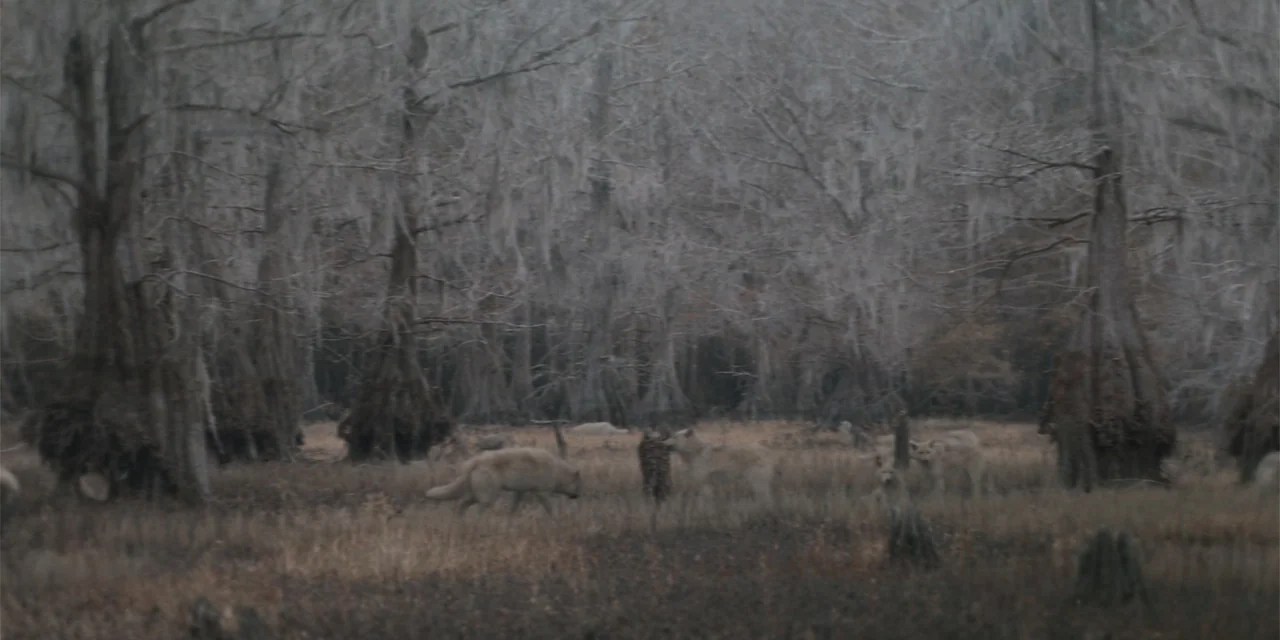 Caddo Lake (2024) movie still: wide — A dense swamp filled with leafless trees draped in Spanish moss. Several light-colored wolves walk through the…