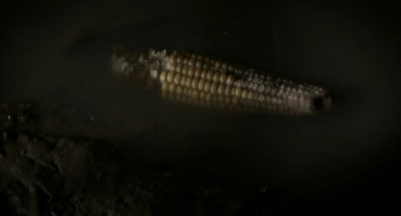 Happer’s Comet (2022) movie still: closeup — A dark muddy pool holds a discarded cob of corn in low light. The surrounding area consists of wet,…