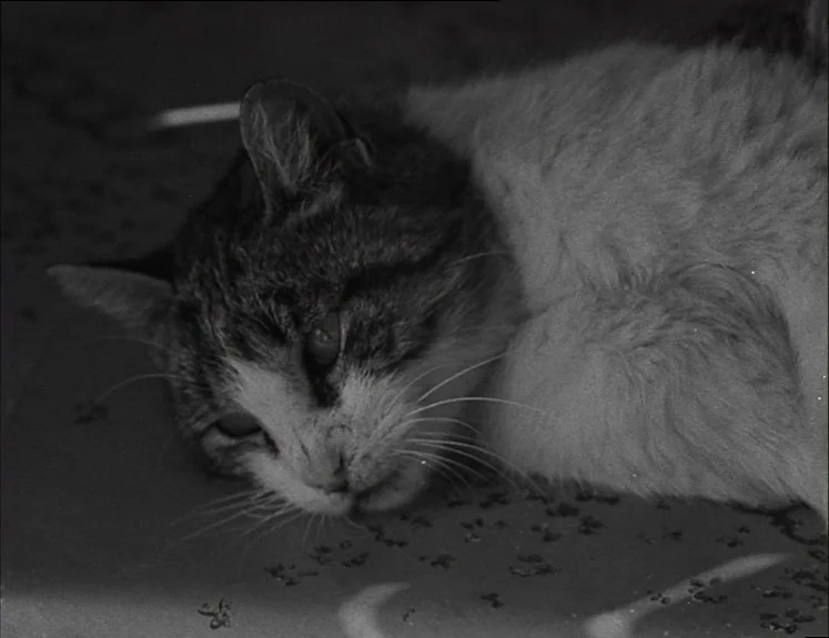 La Pointe Courte (1955) movie still: closeup — A tabby cat lies on a textured, low-level surface in a dimly lit space. The cat rests its head near…