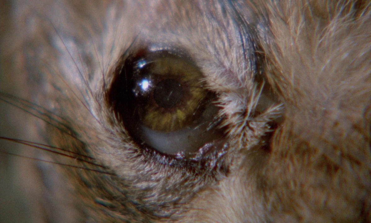 Dr Jekyll & Sister Hyde (1971) movie still: closeup — An extreme close-up of an animal eye surrounded by dense, coarse brown fur. The dark iris…