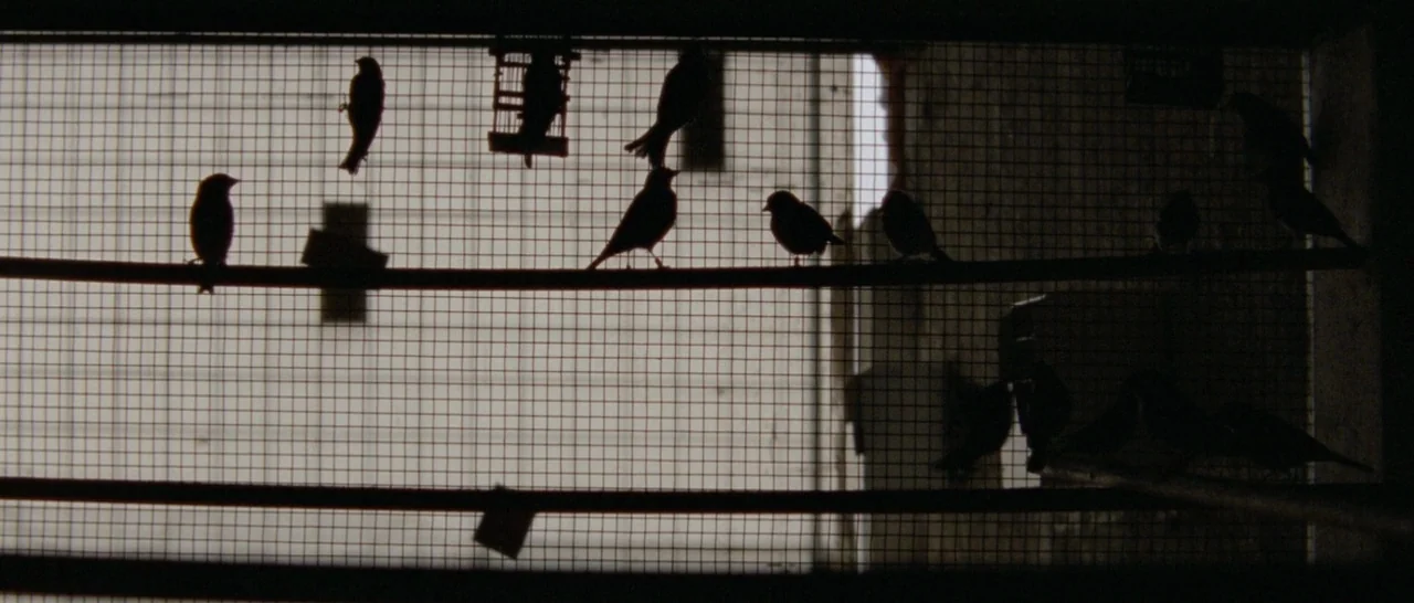 Arabian Nights: Volume 3 The Enchanted One (2015) movie still: wide — A metal wire cage frame is silhouetted against a bright white background.…
