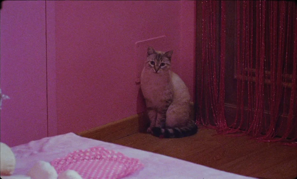 Misunderstood (2014) movie still: medium — A room with bright pink walls and a wooden floor feature a red beaded curtain. A light-colored tabby cat…