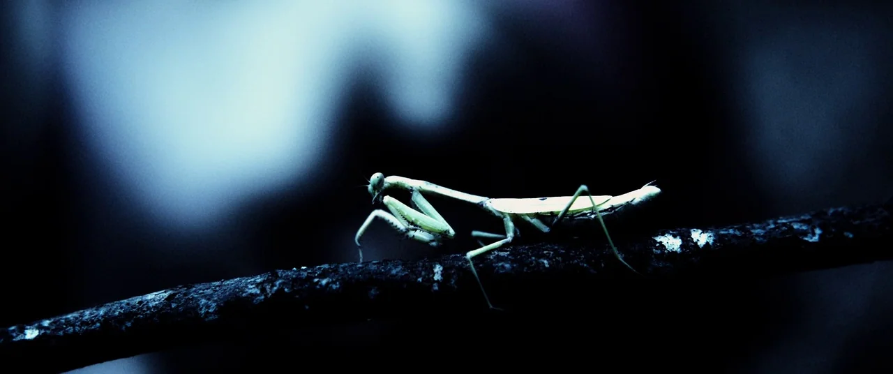 Harriet movie still: closeup — A light-colored praying mantis rests on a dark, rough wooden branch. The background is composed of deep blue shadows…