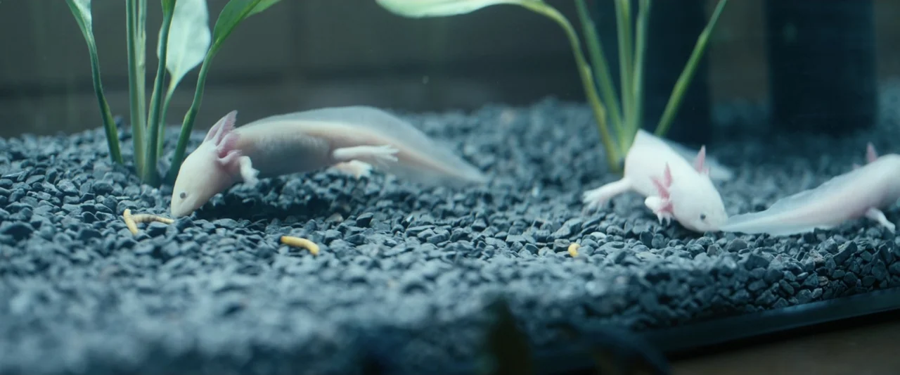 Talk to Me (2023) movie still: medium — An indoor glass aquarium contains dark grey gravel and thin plastic green plants. Three white axolotls move…