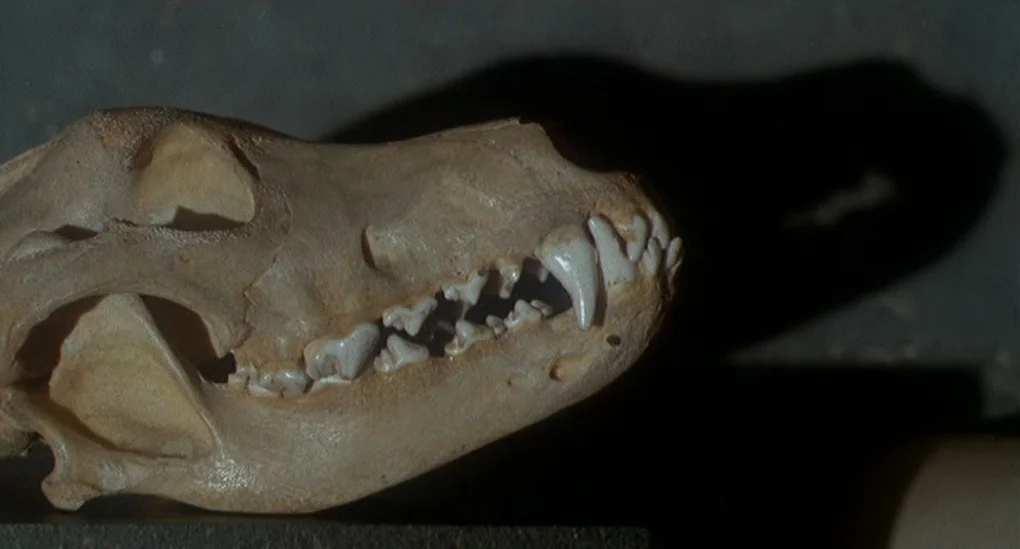 Blood From The Mummy’s Tomb (1971) movie still: closeup — A bleached animal skull is positioned in profile against a dark, featureless backdrop. The…
