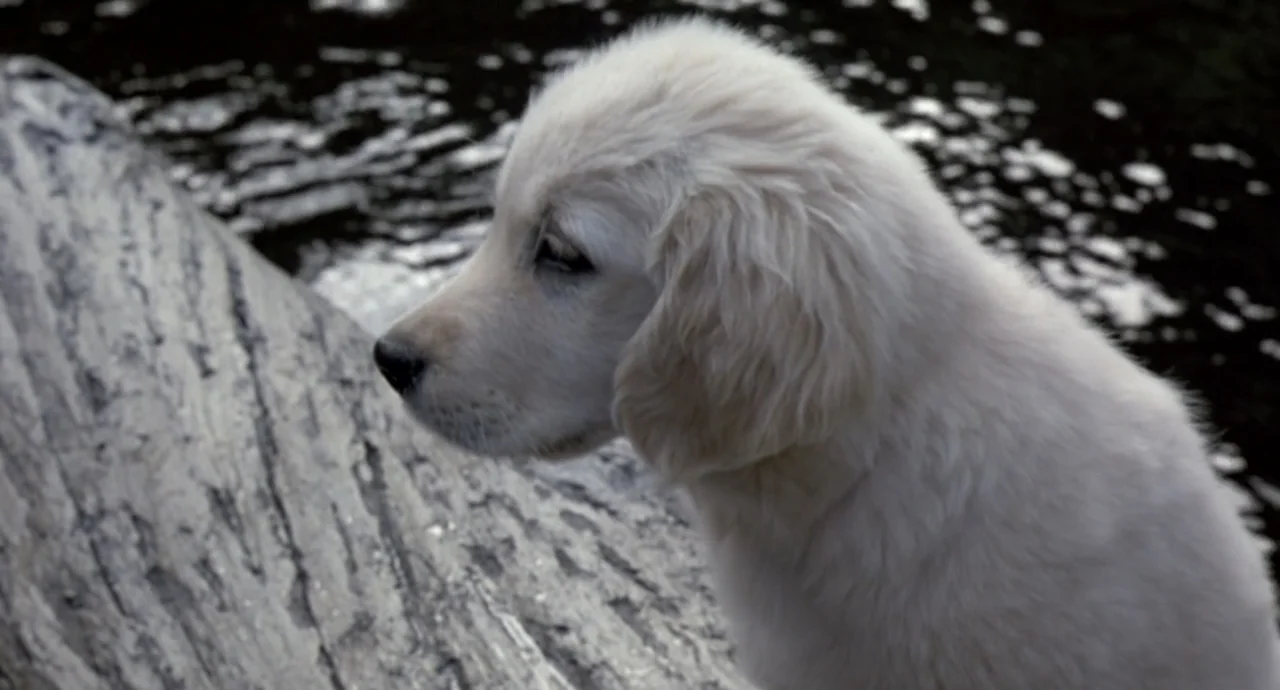 Napoleon (2023) movie still: closeup — A cream colored puppy sits on a textured stone surface next to dark water. The puppy faces the side of the…